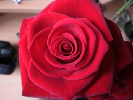 j'adore les roses!!!!