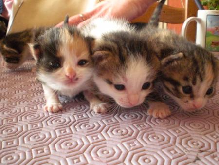 il sont trop mignon!!!