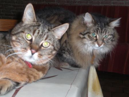 shelsy et gribouille 