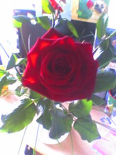 et et tro belle cette rose!