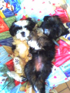 bebette et babache