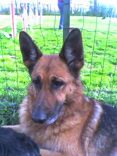 roxanne