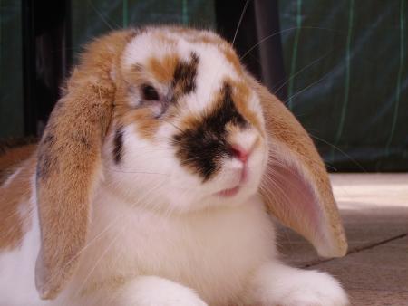 mon lapinou