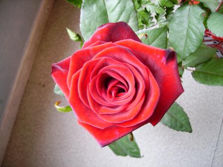 et né pa belle ma rose??