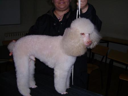 mon caniche d'exmanen!!!